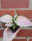 Baby Plant - Aglaonema Pink Folia House