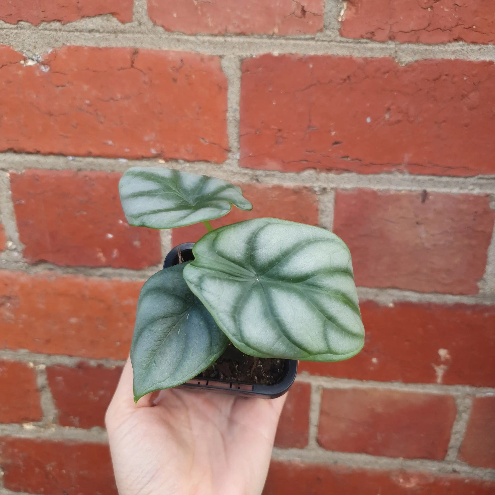 Baby Plant - Alocasia Silver Dragon Folia House