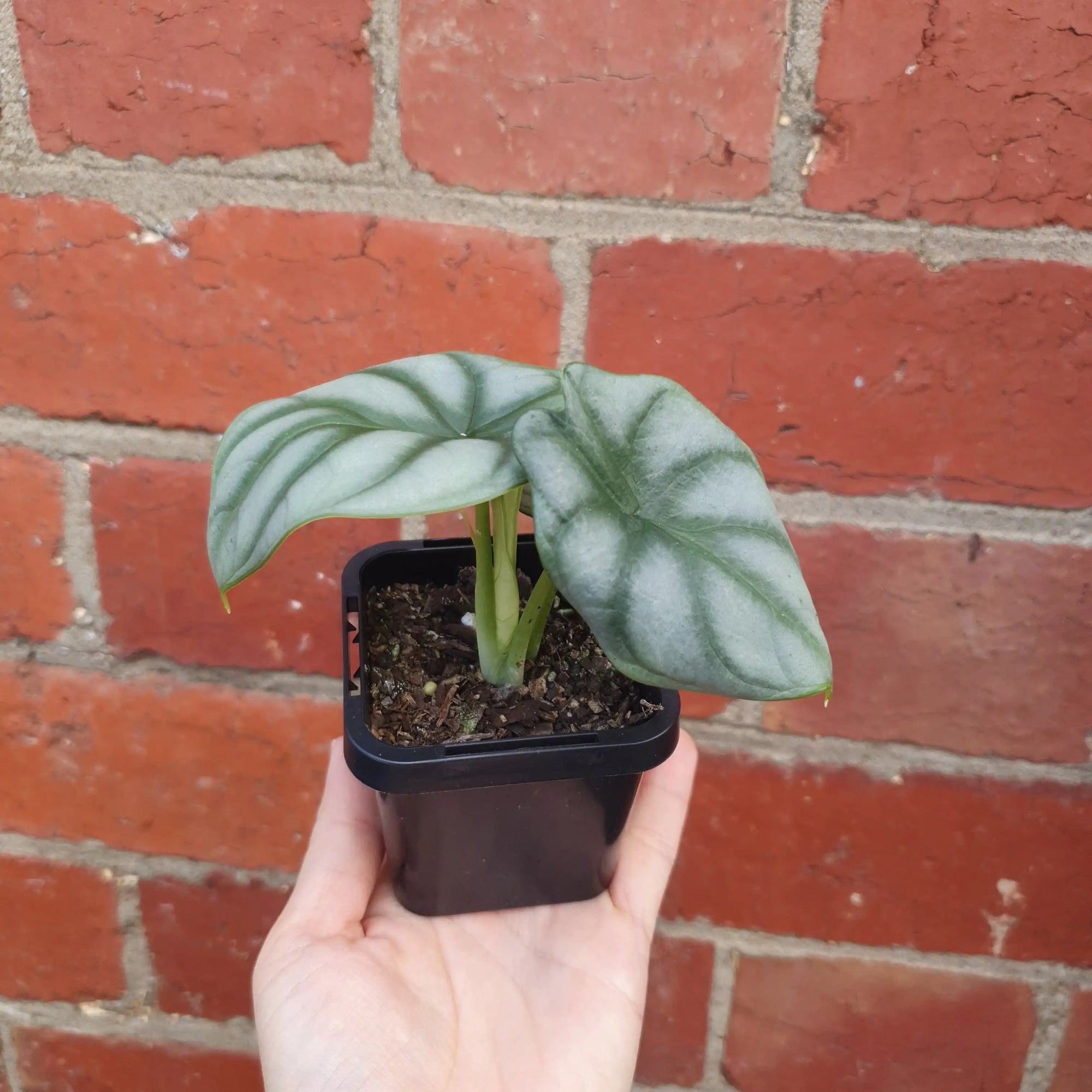 Baby Plant - Alocasia Silver Dragon Folia House