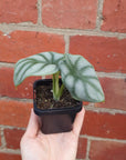Baby Plant - Alocasia Silver Dragon Folia House