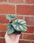 Baby Plant - Alocasia Silver Dragon Folia House