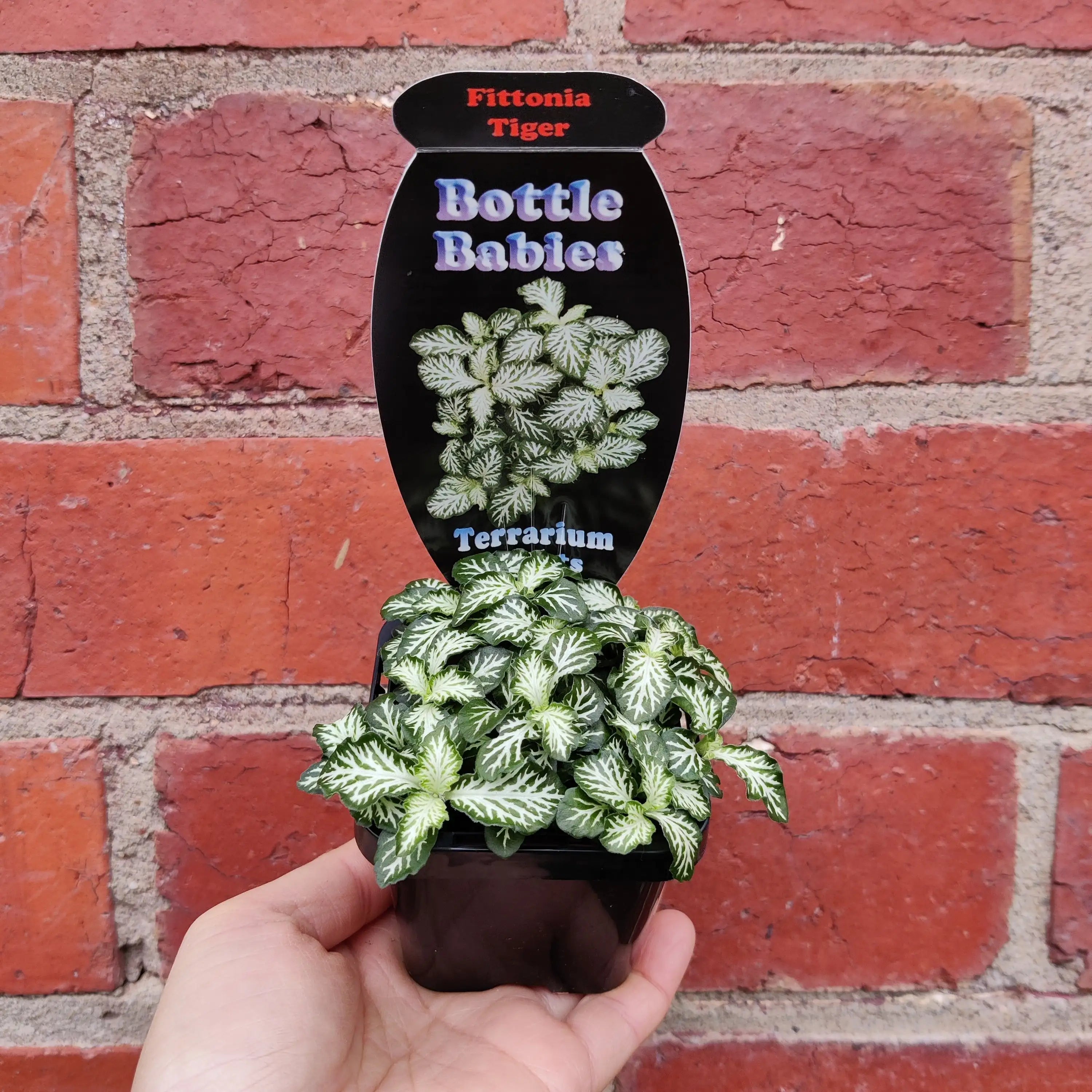 Baby Plant Fittonia Tiger Folia House