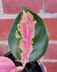 Baby Plant - Aglaonema China Red Folia House