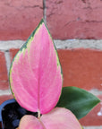 Baby Plant - Aglaonema China Red Folia House