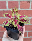 Baby Plant - Coleus dwarf Folia House