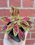 Baby Plant - Coleus dwarf Folia House