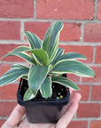 Baby Plant - Cordyline Coffee Compacta Folia House