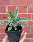 Baby Plant - Cordyline Coffee Compacta Folia House