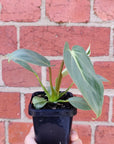 Baby Plant - Philodendron Gloriosum - 7cm Pot Folia House