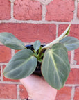 Baby Plant - Philodendron Gloriosum - 7cm Pot Folia House