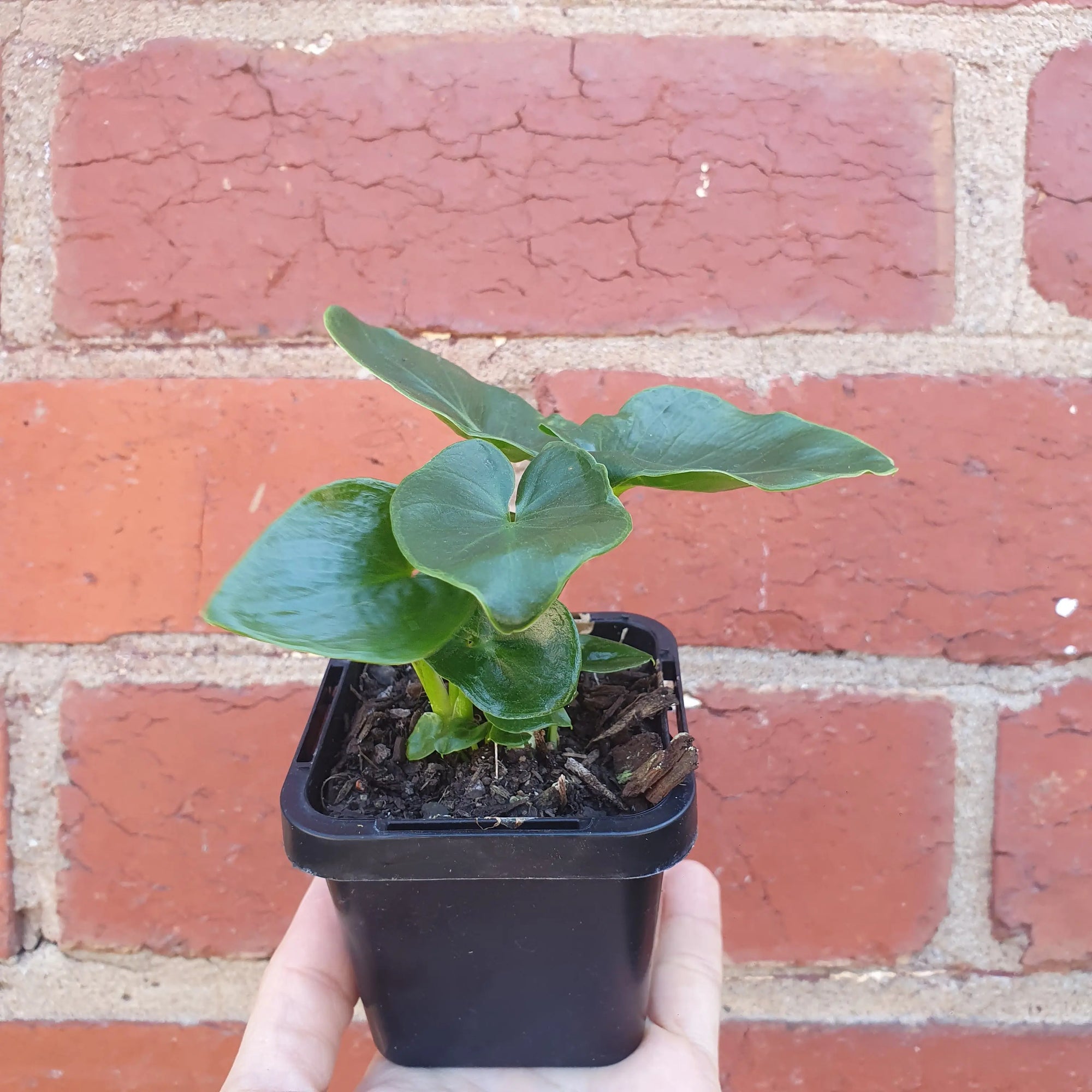 Baby Plant - Philodendron super Atom- 7cm Pot Folia House