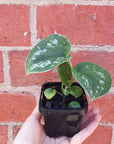 Baby Plant - Scindapsis Exotica (silver satin pothos) Folia House