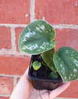 Baby Plant - Scindapsis Exotica (silver satin pothos) Folia House