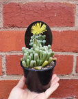 Baby Toes Fenestraria - 8cm pot Folia House