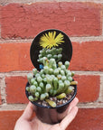 Baby Toes Fenestraria - 8cm pot Folia House
