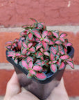 Baby plant - Fittonia Jungle Flame Folia House