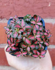 Baby plant - Fittonia Jungle Flame Folia House