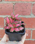 Baby plant - Fittonia Paradisian Inferno Folia House
