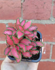Baby plant - Fittonia Paradisian Inferno Folia House