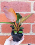 Baby plant - Philodendron Red King Folia House