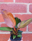 Baby plant - Philodendron Red King Folia House