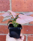 Baby plant - Syngonium Pink Passion Folia House
