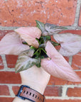 Baby plant - Syngonium Pink Passion Folia House