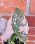 Baby plant - Syngonium Pink Passion Folia House