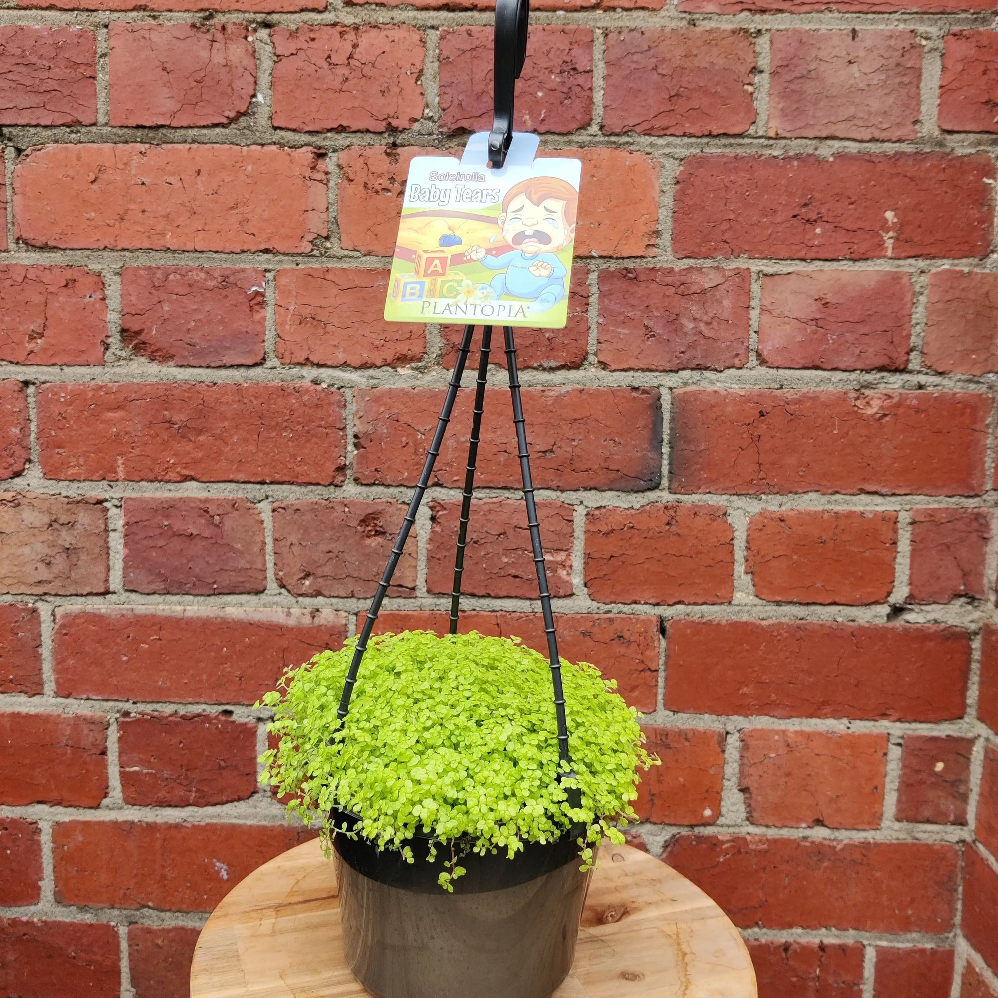 Baby's Tears (Soleirolia soleirolii) - 15cm pot Folia House