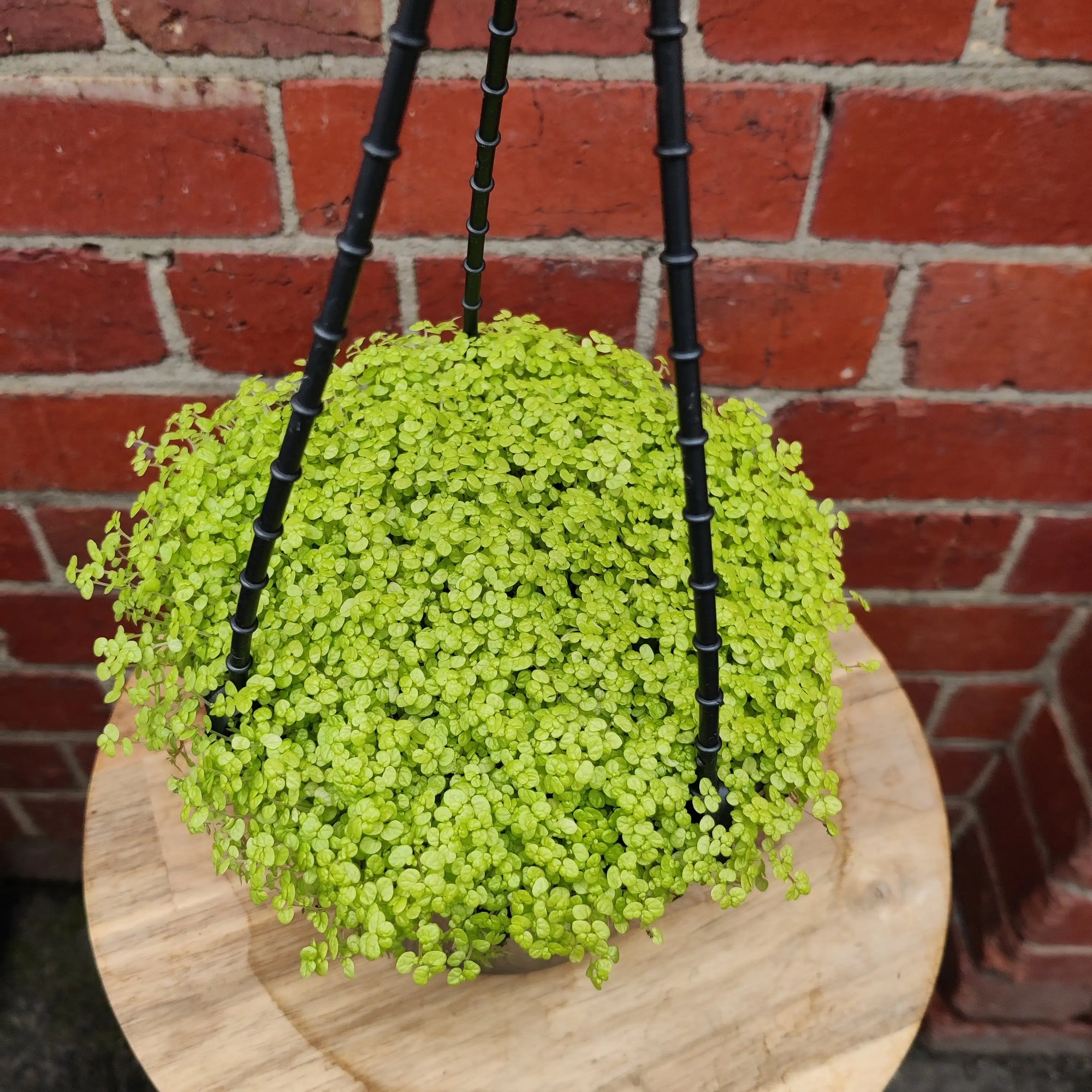 Baby's Tears (Soleirolia soleirolii) - 15cm pot Folia House