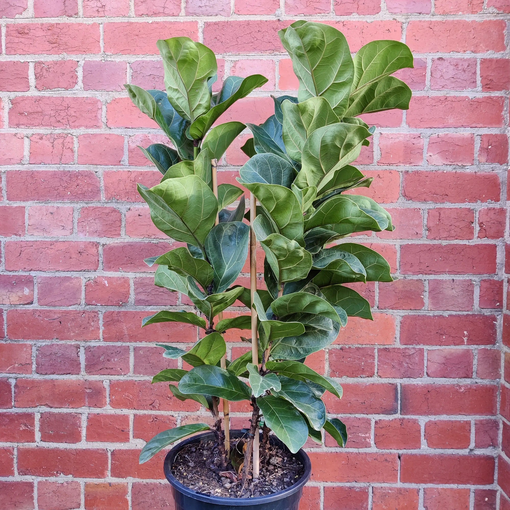 Bambino Fiddle Leaf fig (Ficus Bambino) - 25cm Pot Folia House