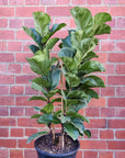 Bambino Fiddle Leaf fig (Ficus Bambino) - 25cm Pot Folia House