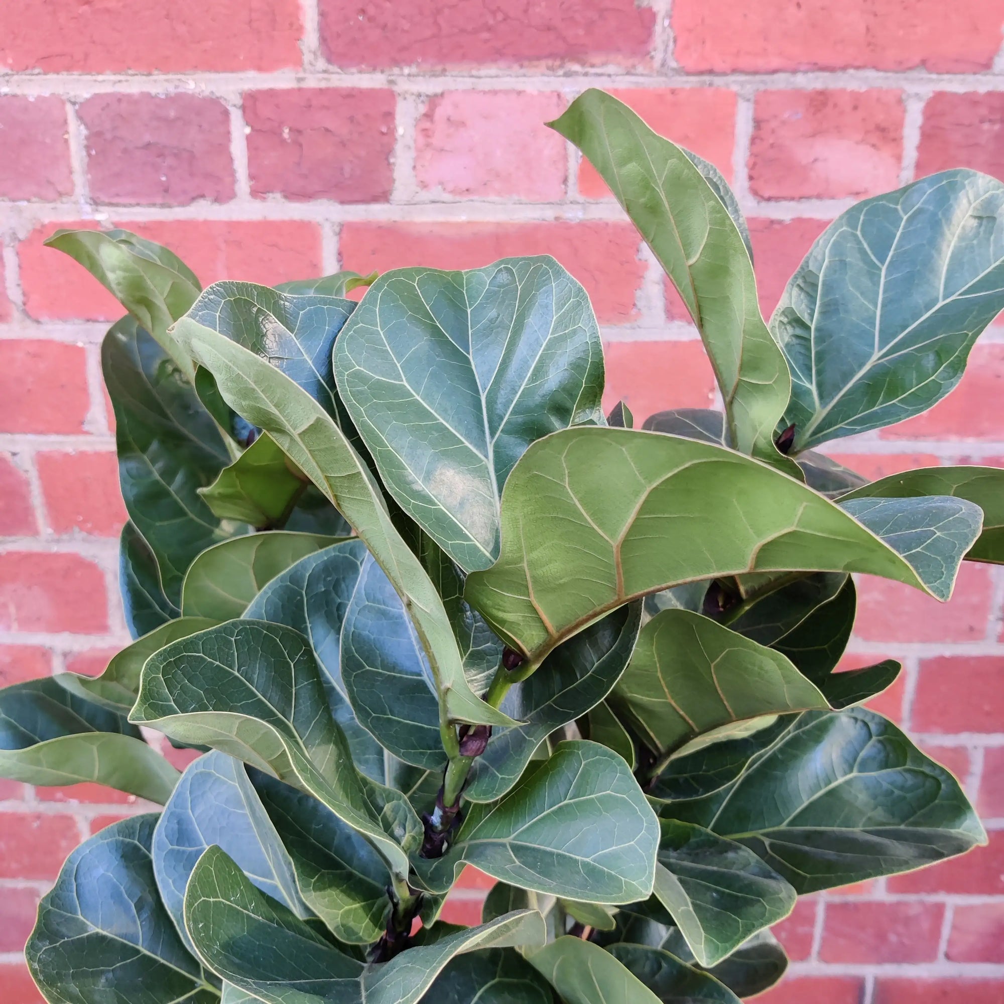 Bambino Fiddle Leaf fig (Ficus Bambino) - 25cm Pot Folia House