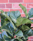 Bambino Fiddle Leaf fig (Ficus Bambino) - 25cm Pot Folia House