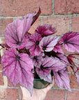 Begonia Indian Summer - 13cm Pot Folia House