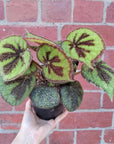 Begonia Masoniana Rock - 13cm pot Folia House