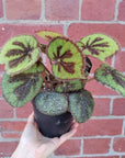 Begonia Masoniana Rock - 13cm pot Folia House