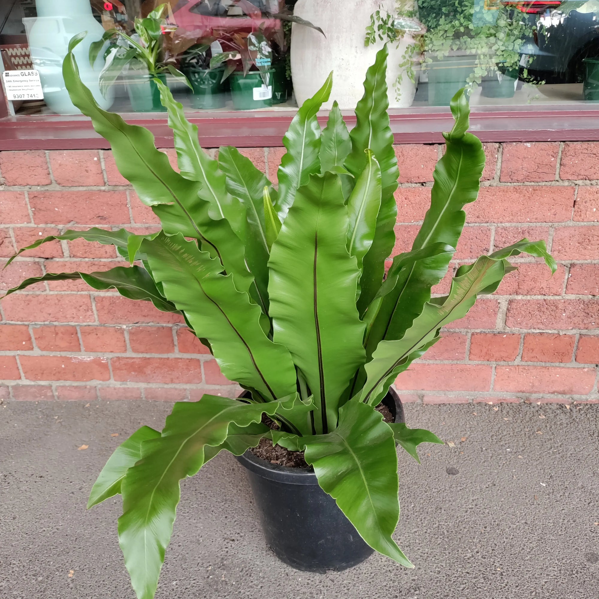 Bird Nest Fern (Asplenium Australascium) - 30cm Pot Folia House