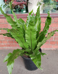 Bird Nest Fern (Asplenium Australascium) - 30cm Pot Folia House