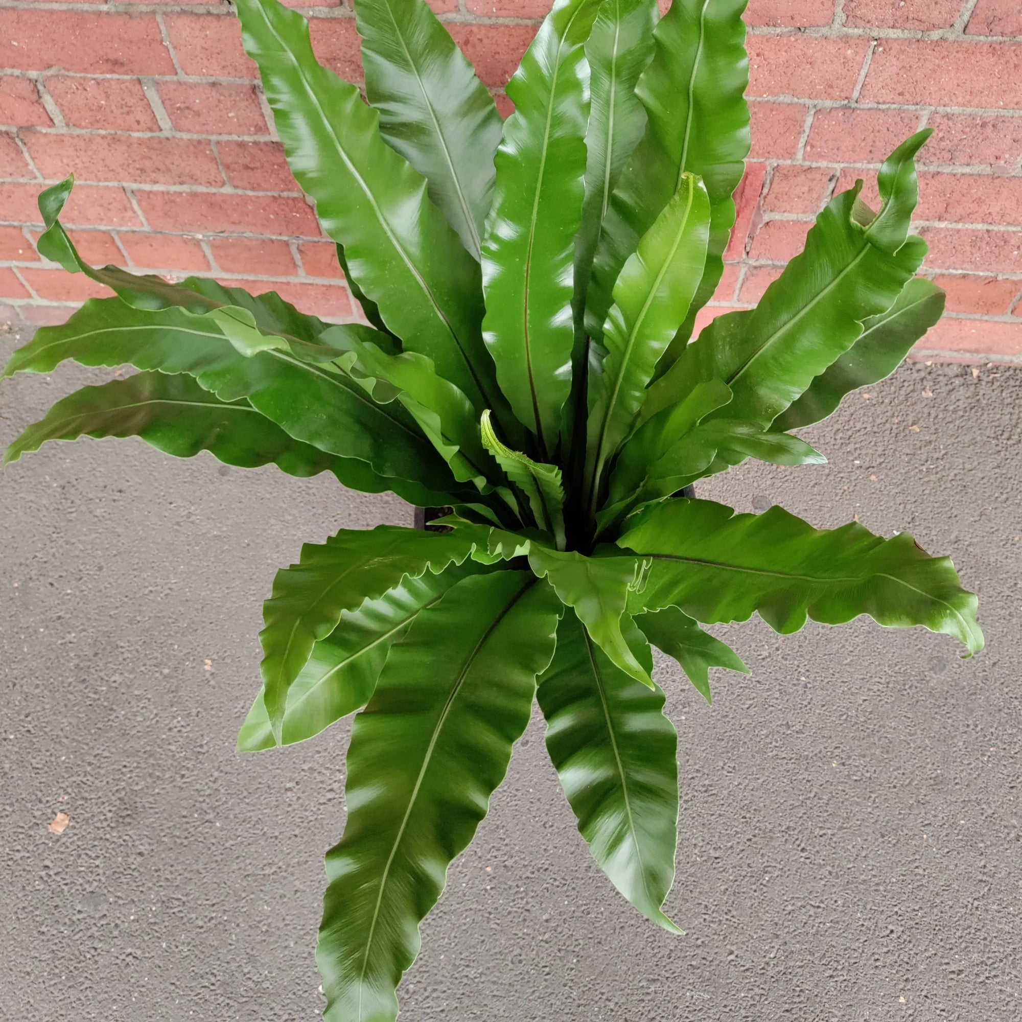 Bird Nest Fern (Asplenium Australascium) - 30cm Pot Folia House