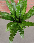 Bird Nest Fern (Asplenium Australascium) - 30cm Pot Folia House