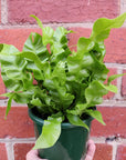 Bird Nest Fern (Asplenium Nidus Crispy Wave) - 11cm Pot Folia House