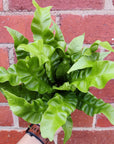 Bird Nest Fern (Asplenium Nidus Crispy Wave) - 11cm Pot Folia House