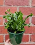 Bird nest fern Leslie - 13cm Pot Folia House