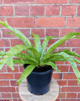 Birds Nest Fern (Asplenium Antiquum Crissie) - 20cm Pot Folia House