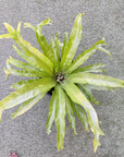 Birds Nest Fern (Asplenium Antiquum Crissie) - 20cm Pot Folia House