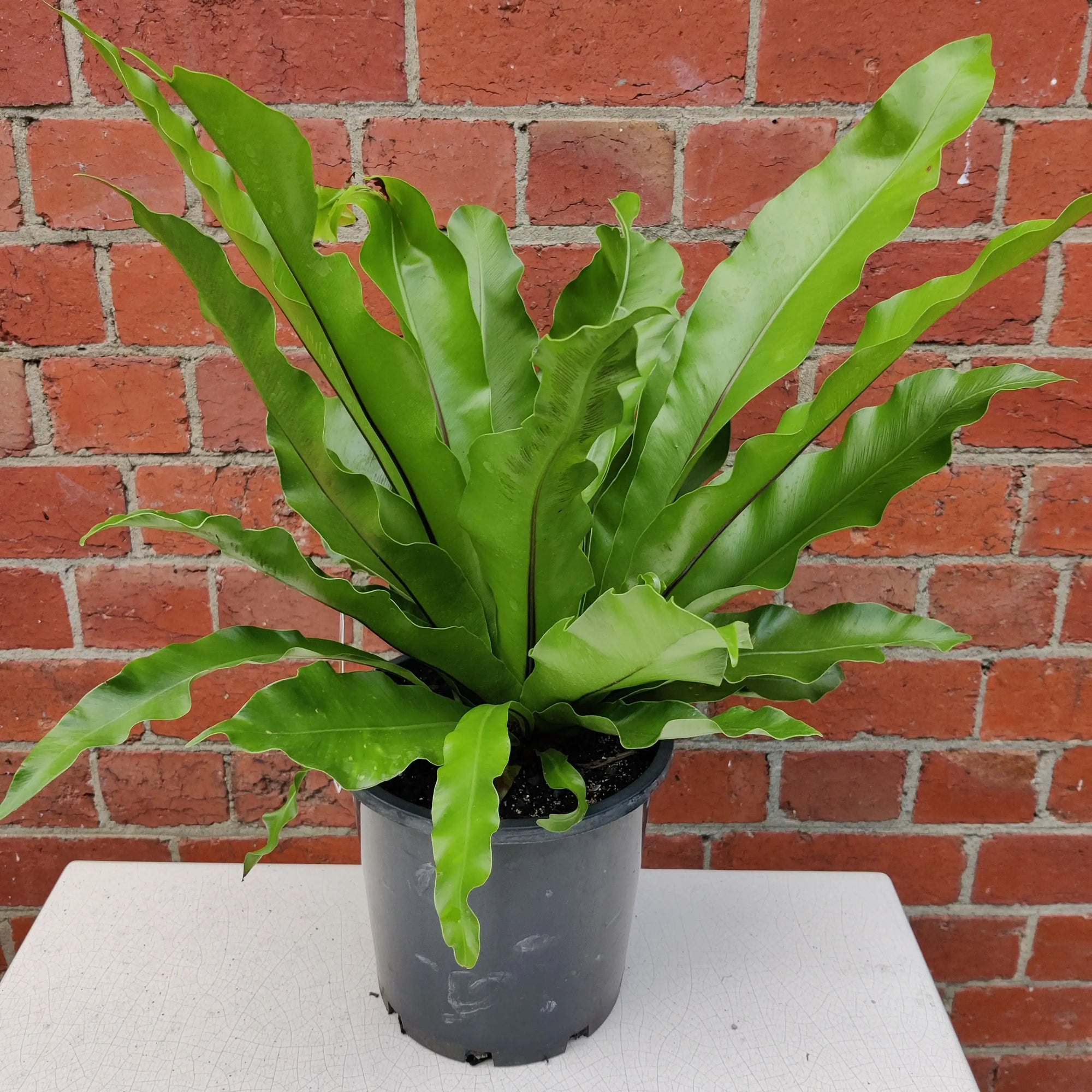 Birds Nest Fern (Asplenium Australascium) - 20cm Pot Folia House