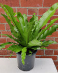 Birds Nest Fern (Asplenium Australascium) - 20cm Pot Folia House