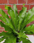 Birds Nest Fern (Asplenium Australascium) - 20cm Pot Folia House