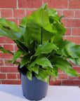Birds Nest Fern (Asplenium Australascium) - 20cm Pot Folia House